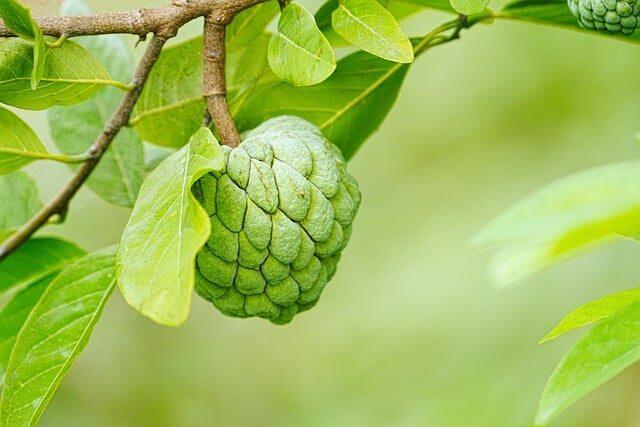 frutas que empiezan por x 3 palabras empieza por