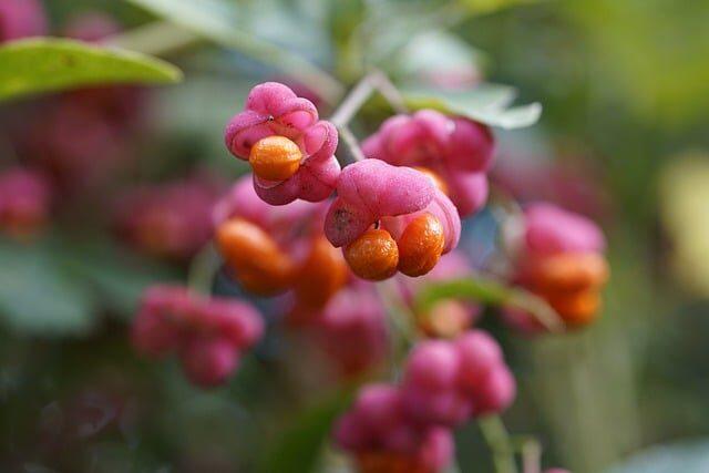 frutas que empiezan por x 4 palabras empieza por